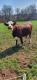 Gaec La Ferme Du Jarry - image 2