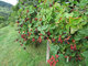 Les Gourmandises De Blours - image 3