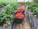 Les Gourmandises De Blours - image 5