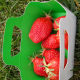 Fraises Et Cerises - image 1