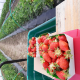 Fraises Et Cerises - image 2