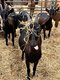 Au Cœur De La Chevrerie - image 2