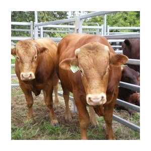 Bœuf, colis supérieur surgelé