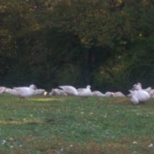 Cane de barbarie 1.8 kg