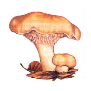 Pieds de mouton au vinaigre