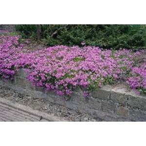 Phlox etoile