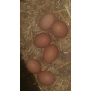 6 oeufs plein air extra frais