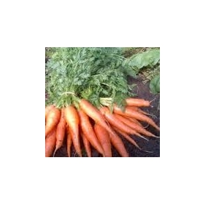 Carottes botte