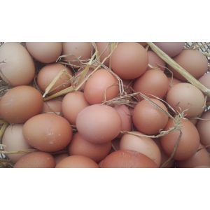 Oeufs bio extra frais