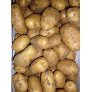 Pommes de terre adora