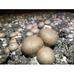 Champignon de paris barquette 500 gr