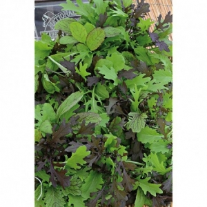 Verdure asiatique bio