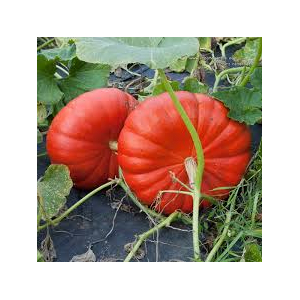 Part de courge potage bio