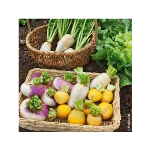 Navet ou rutabaga bio