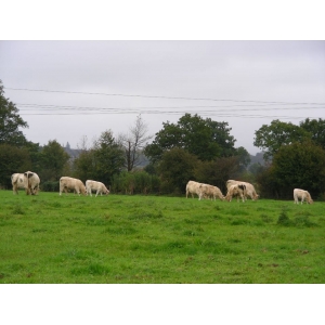 Colis boeuf barbecue 15 kg