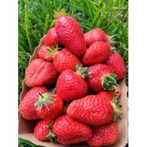 Fraises bio de la ferme
