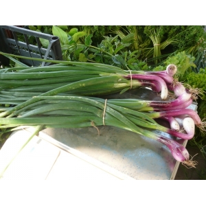 Oignons rouges botte