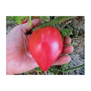 Tomate coeur de boeuf russe