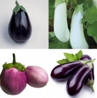 Aubergines multicouleurs -1kg