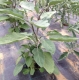 Aubergines multicouleurs -1kg - image 2