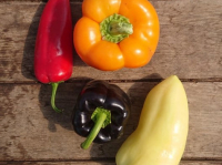 Poivrons multicolores-/500g