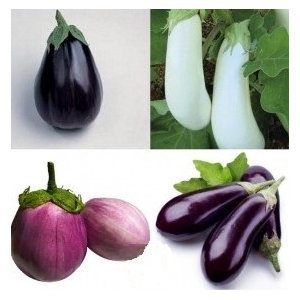 Aubergines multicouleurs -500g