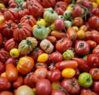 Tomates mixtes