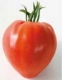 Tomates mixtes - image 6