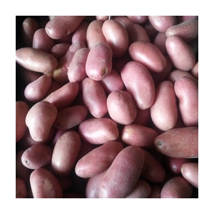 Pomme de terre chérie