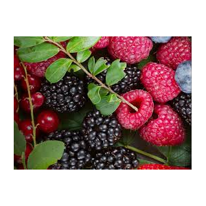 Fruits rouge bio