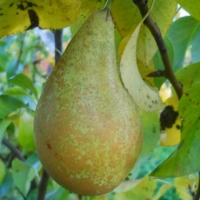 Poire conférence