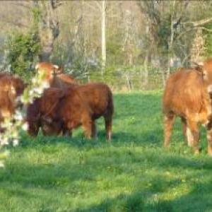 9.7kg : caissette limousine classiqu