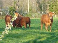 9.7kg : caissette limousine barbecue