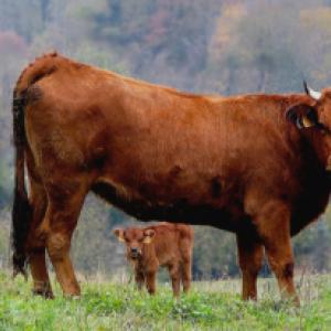 10kg : caissette veau limousin