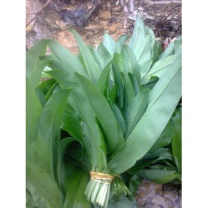 Bouquet d'ail des ours frais