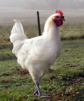 Poulet de bresse découpé 1.5kg