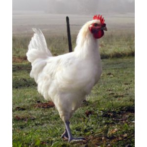 Poulet de bresse découpé 1.5kg