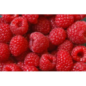 Sorbet framboise 1 litre