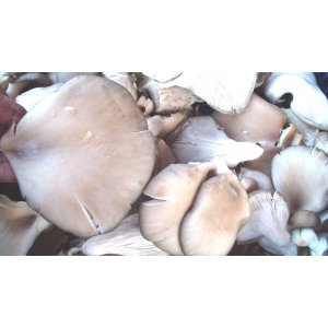 Pleurote 1 kg