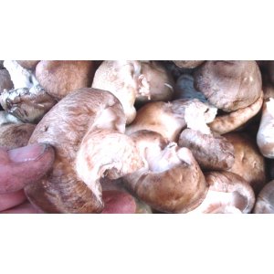 Shiitake ou pied de lentin, 1kg