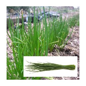 Botte de Ciboulette bio