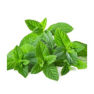 Menthe bio