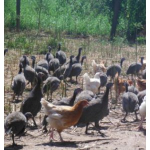 Pintade entière plein air 1.5kg