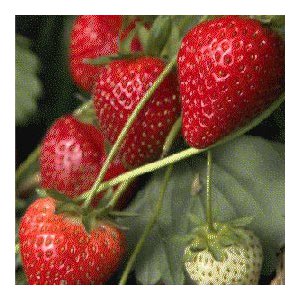 Fraises - 500 g