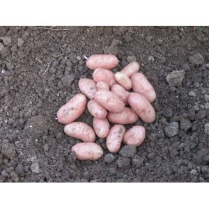 Jeannette pomme de terre nouvelle primeur