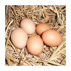 6 œufs frais plein air
