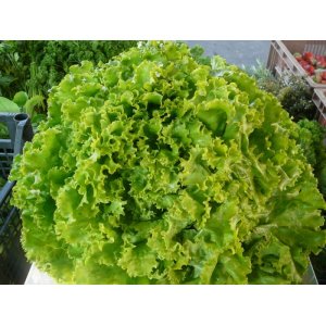 Lot de 1 batavia et 1 feuille de chêne rouge