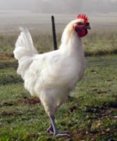 Poulet de bresse 1.5kg