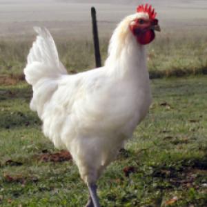 Poulet de bresse 1.5kg