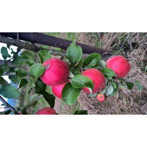 Pomme karminj de sonnaville